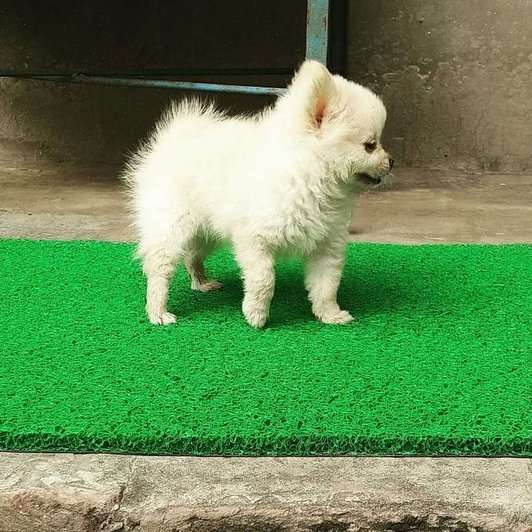 Culture Pomeranian For Sale In Delhi