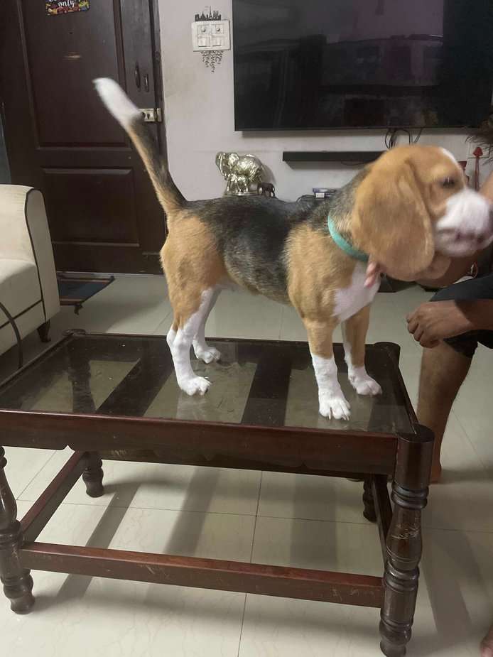 Mr n Mrs Pet