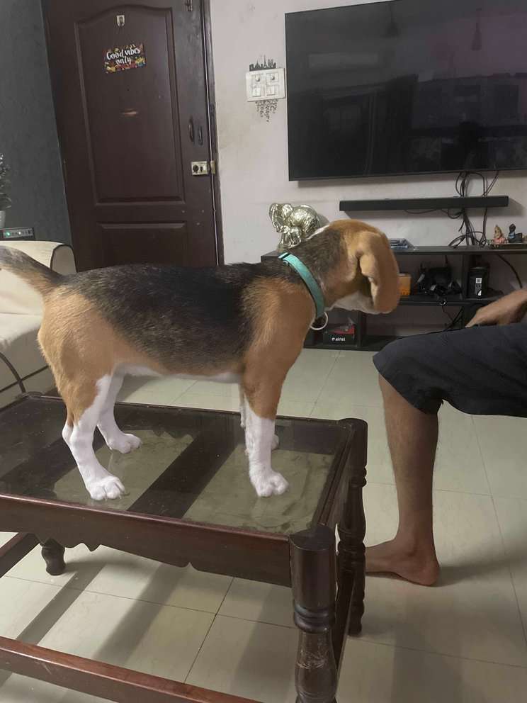 Mr n Mrs Pet