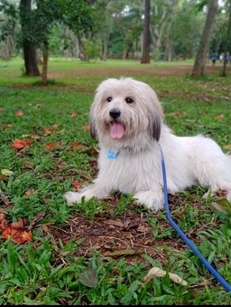 Coton de Tulear Dogs For Mating In Bangalore