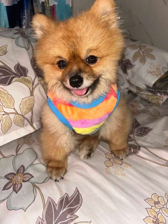 Culture Pomeranian Dogs For Mating In Mumbai