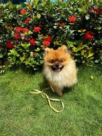 Culture Pomeranian Dogs For Mating In Mumbai