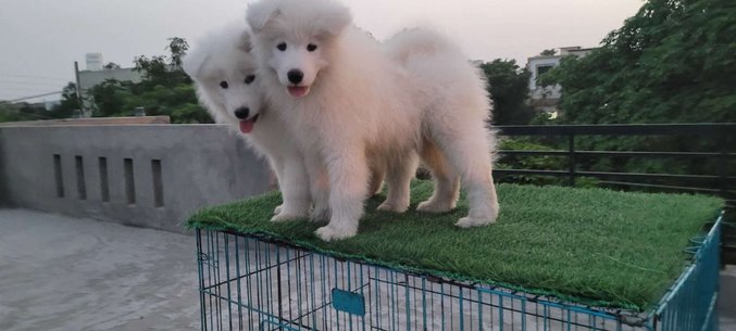 Samoyed For Sale In Ludhiana