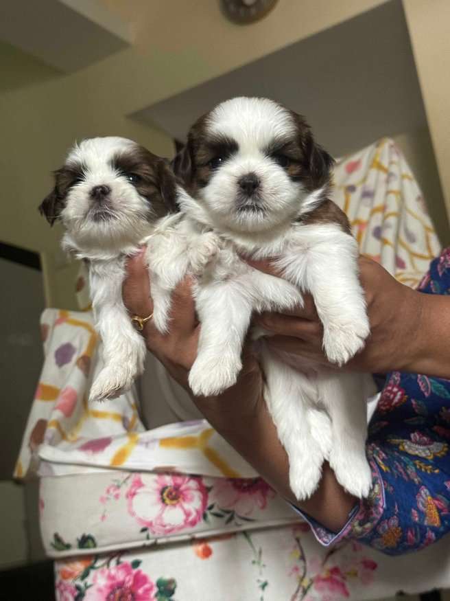 Mr n Mrs Pet