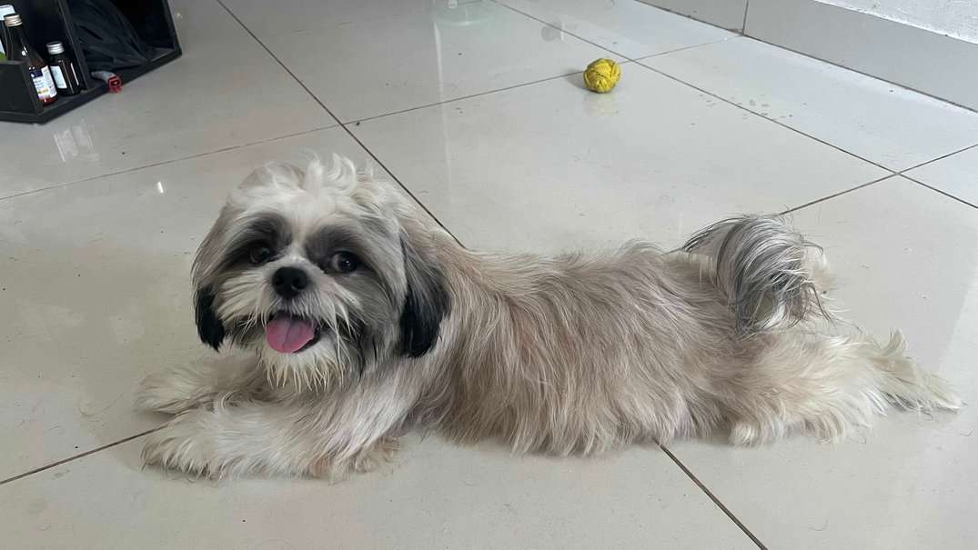 Shih Tzu Dogs For Mating In Chennai