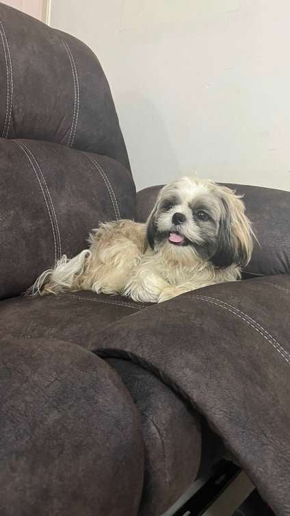 Shih Tzu Dogs For Mating In Chennai