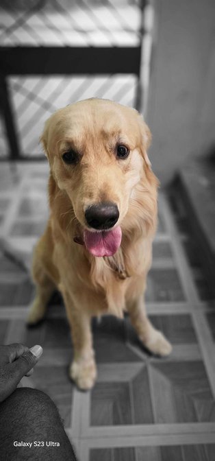 Golden Retriever Dogs For Mating In Secunderabad