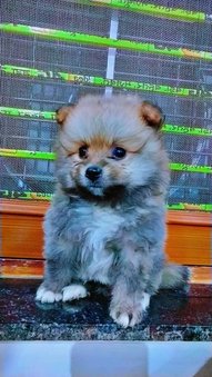 Culture Pomeranian For Sale In Jaipur