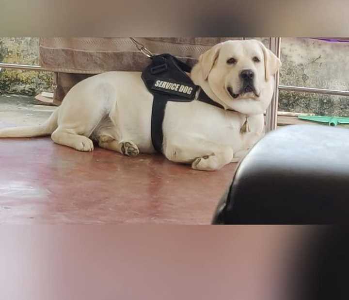 Labrador Retriever Dogs For Mating In Nagpur