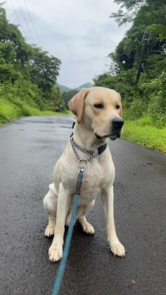 Labrador Retriever Dogs For  Mating In Mumbai