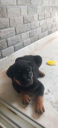 Rottweiler For Sale In Bangalore