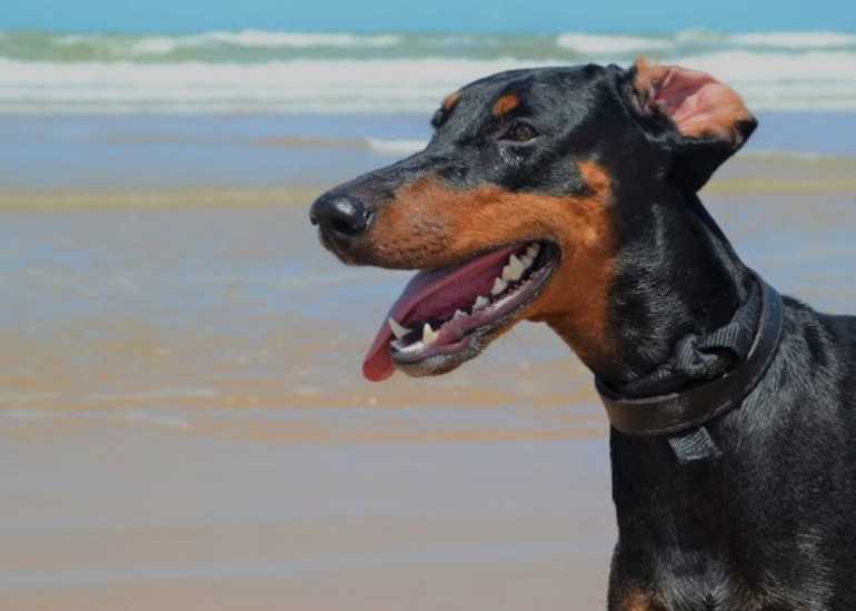 Doberman Pinscher Dogs For Mating In Bangalore