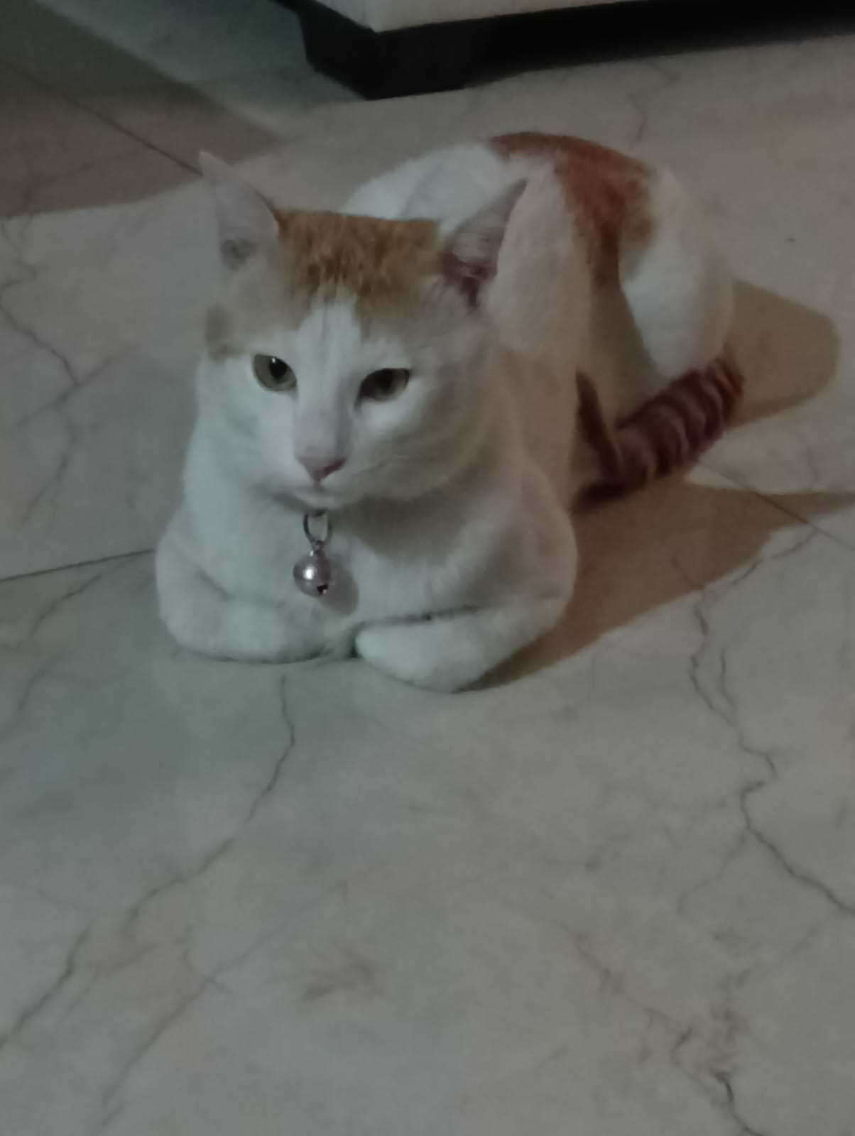 Calico For Adoption In Meerut
