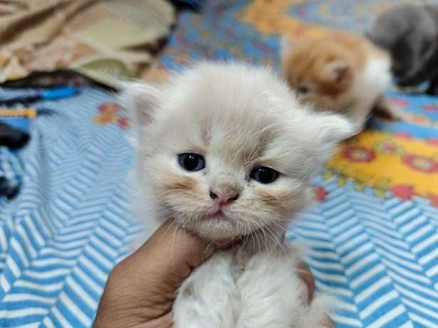 Mr n Mrs Pet