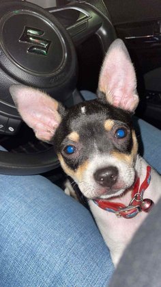 Chihuahua For Adoption In Moradabad