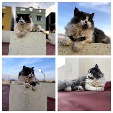 Persian Dogs For  Mating In Chennai