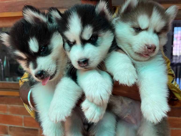 Mr n Mrs Pet