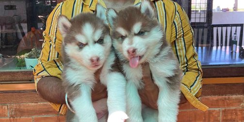 Mr n Mrs Pet