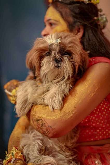 Shih Tzu Dogs For Mating In Vadodara