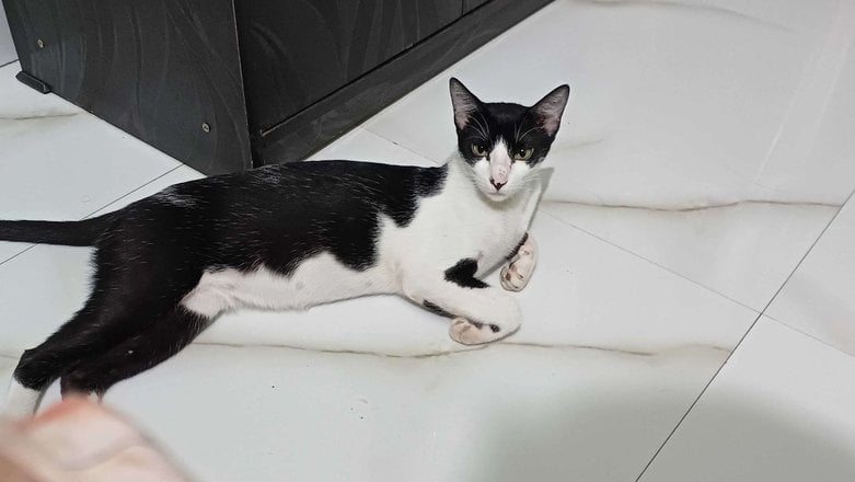 Indian Breed For Adoption In Patna