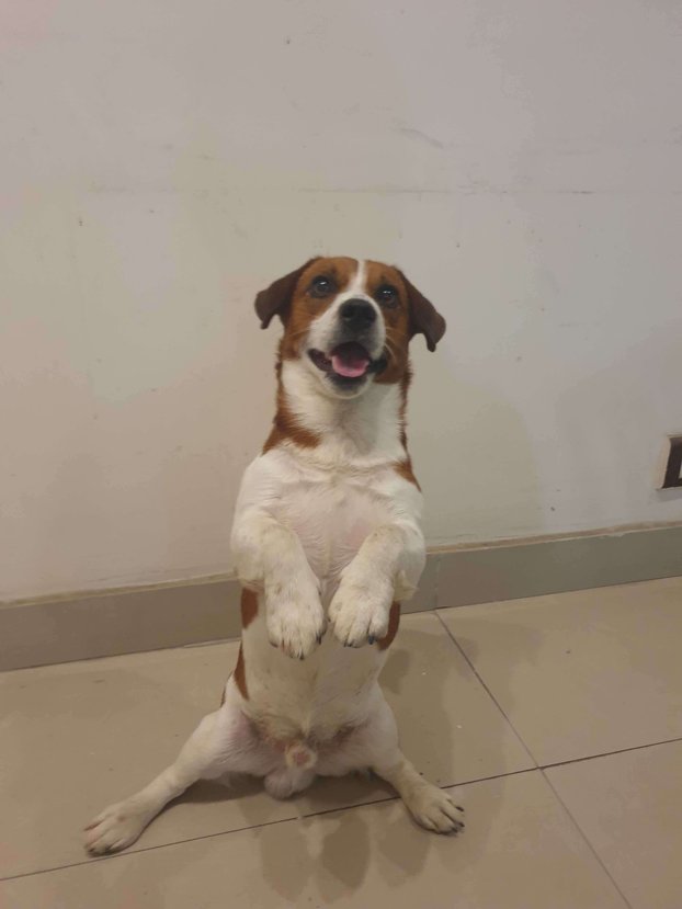 Jack Russell Terrier Dogs For Mating In Delhi