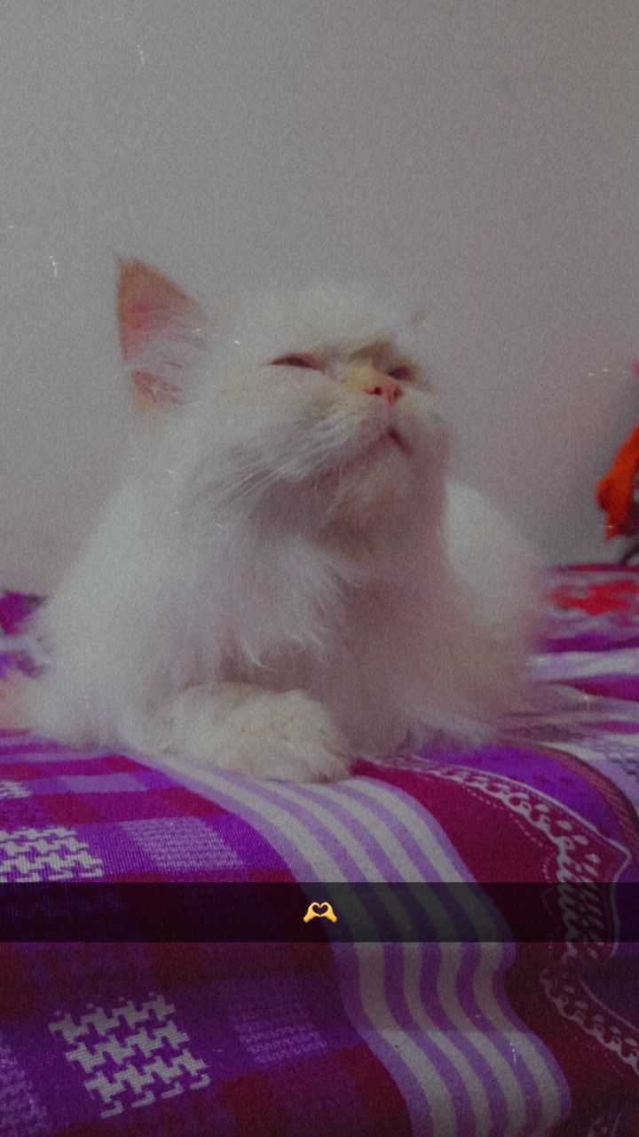 Persian Dogs For  Mating In Pune