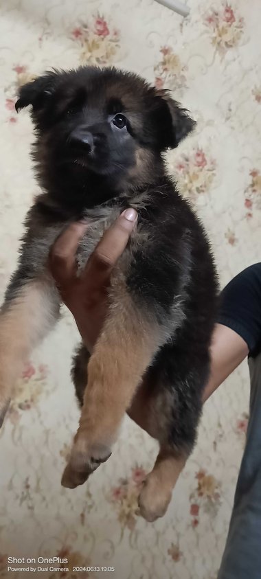 Mr n Mrs Pet