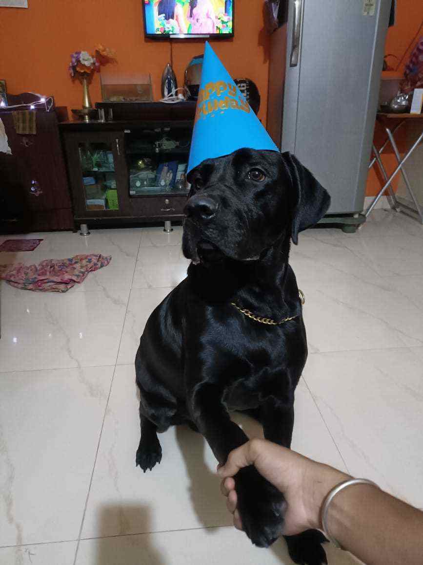 Labrador Retriever Dogs For Mating In Bangalore