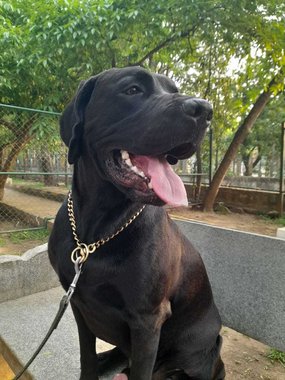 Labrador Retriever Dogs For Mating In Bangalore