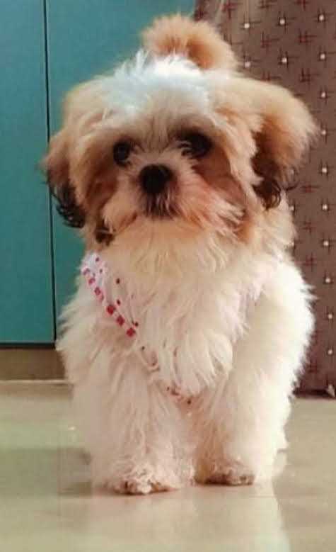 Shih Tzu Dogs For Mating In Secunderabad