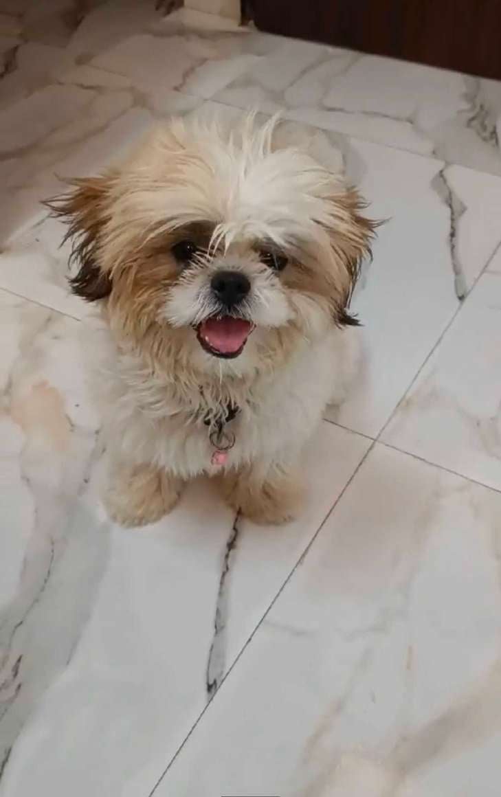 Shih Tzu Dogs For Mating In Delhi