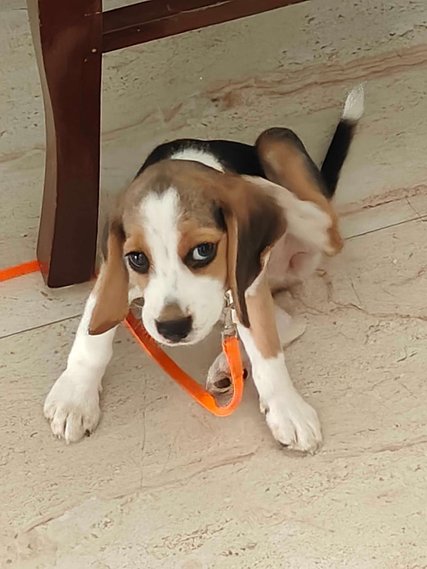 Beagle For Sale In Jalgaon