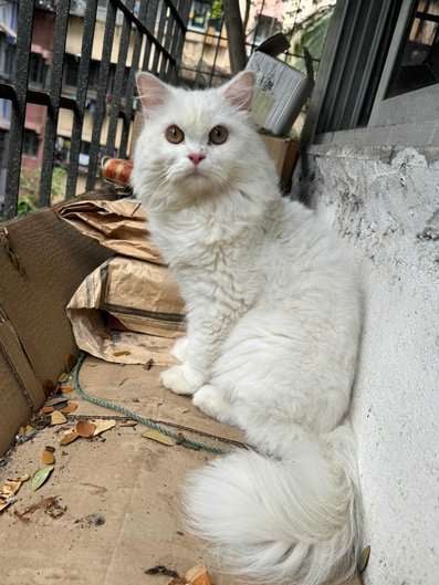 Persian Dogs For  Mating In Mumbai