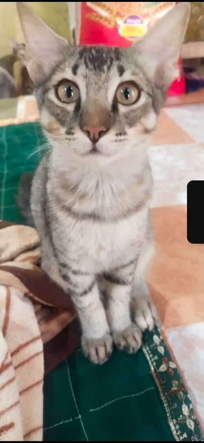Indian Breed For Adoption In Satara