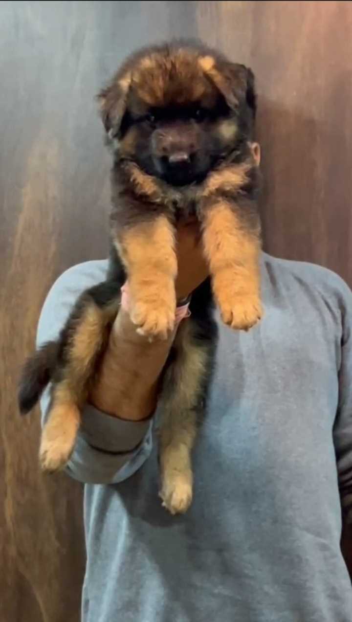 German Shepherd For Sale In Satara
