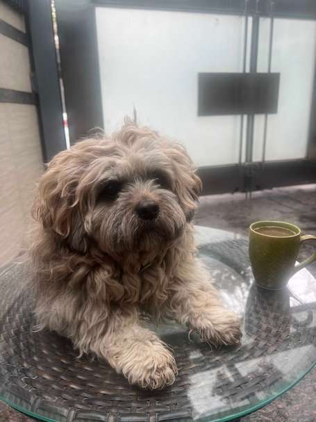 Shih Tzu Dogs For Mating In Agra