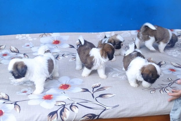Shih Tzu For Sale In Amravati