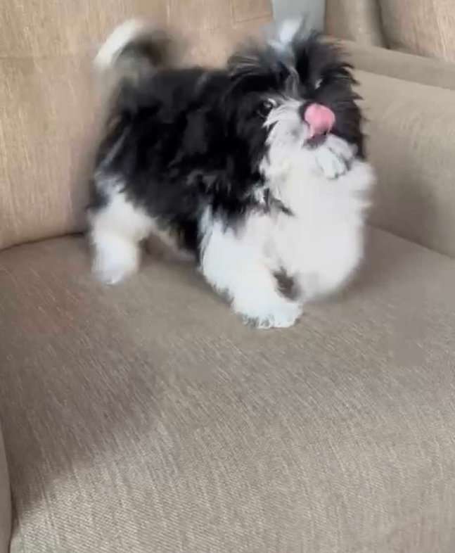 Shih Tzu For Sale In Meerut