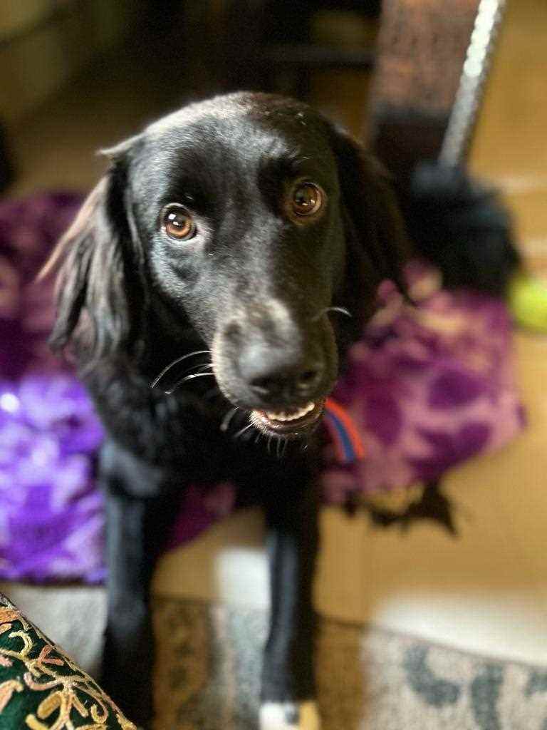 Indian Breed For Adoption In Dehradun