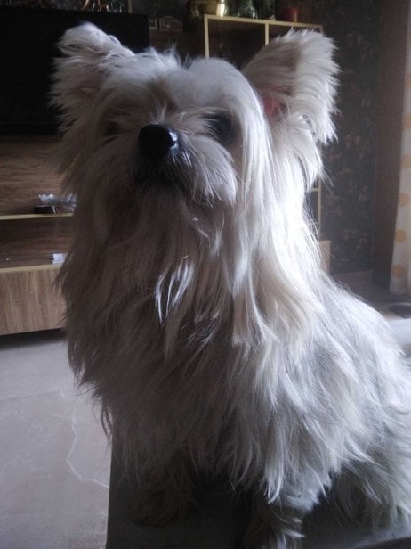 Yorkshire Terrier Dogs For  Mating In Bangalore