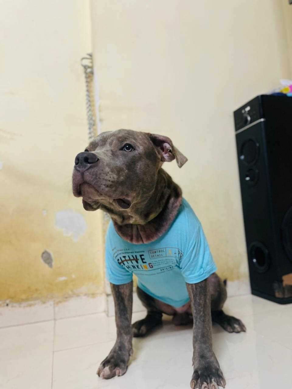 American Bully Dogs For  Mating In Mumbai