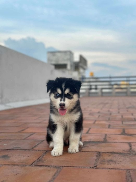 Siberian Husky For Sale In Chennai