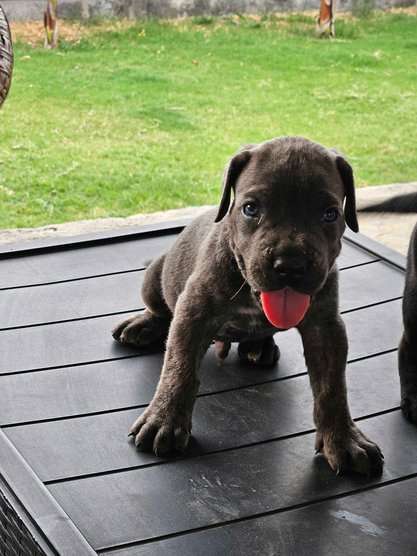 Cane Corso For Sale In Rohtak