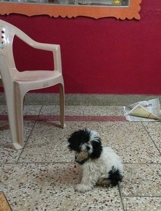 Mr n Mrs Pet
