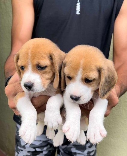 Mr n Mrs Pet