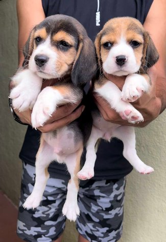 Mr n Mrs Pet