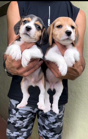 Mr n Mrs Pet