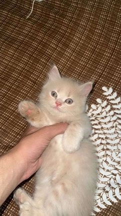 Persian For Sale In Muzaffarnagar