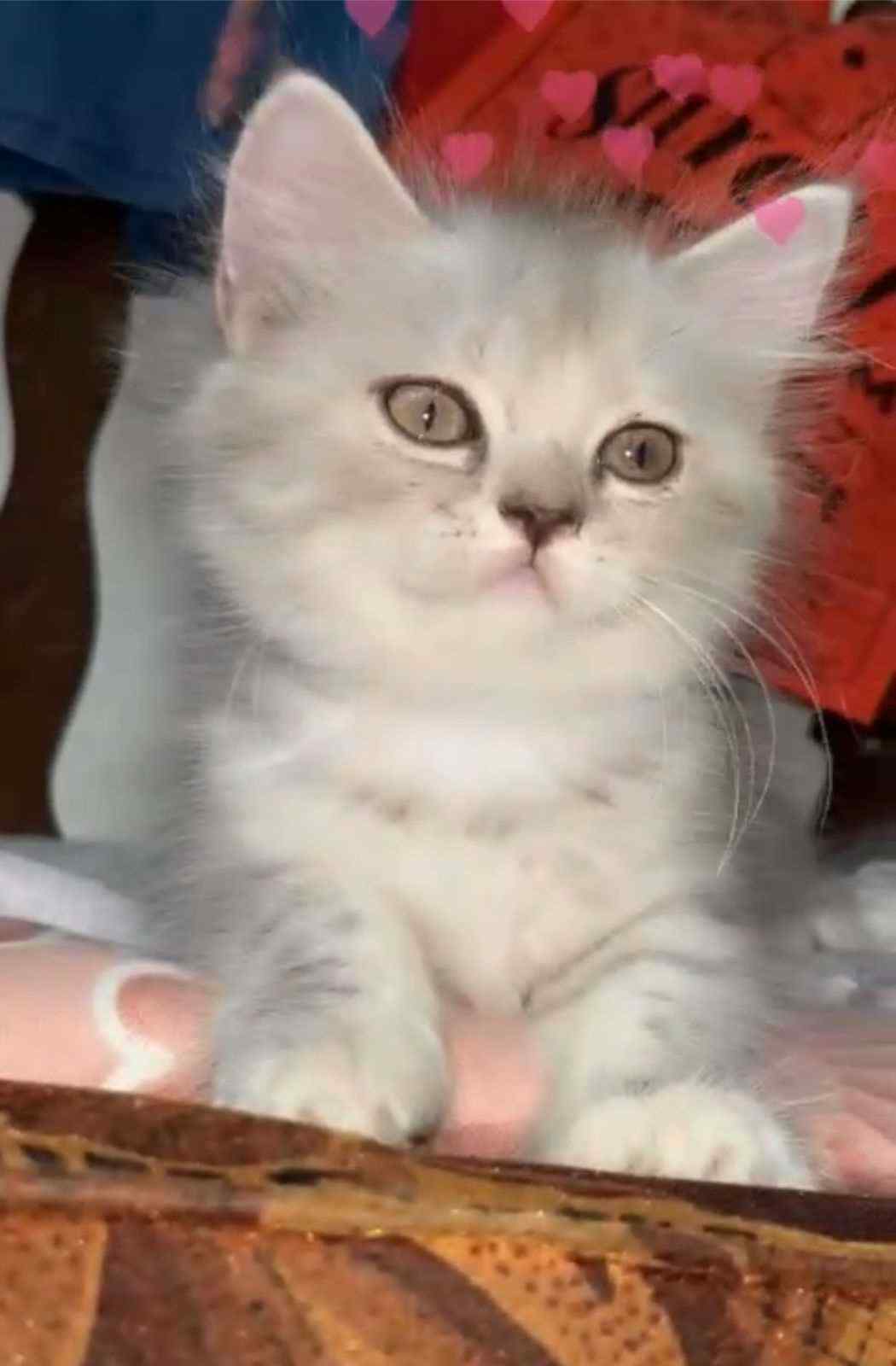 Mr n Mrs Pet