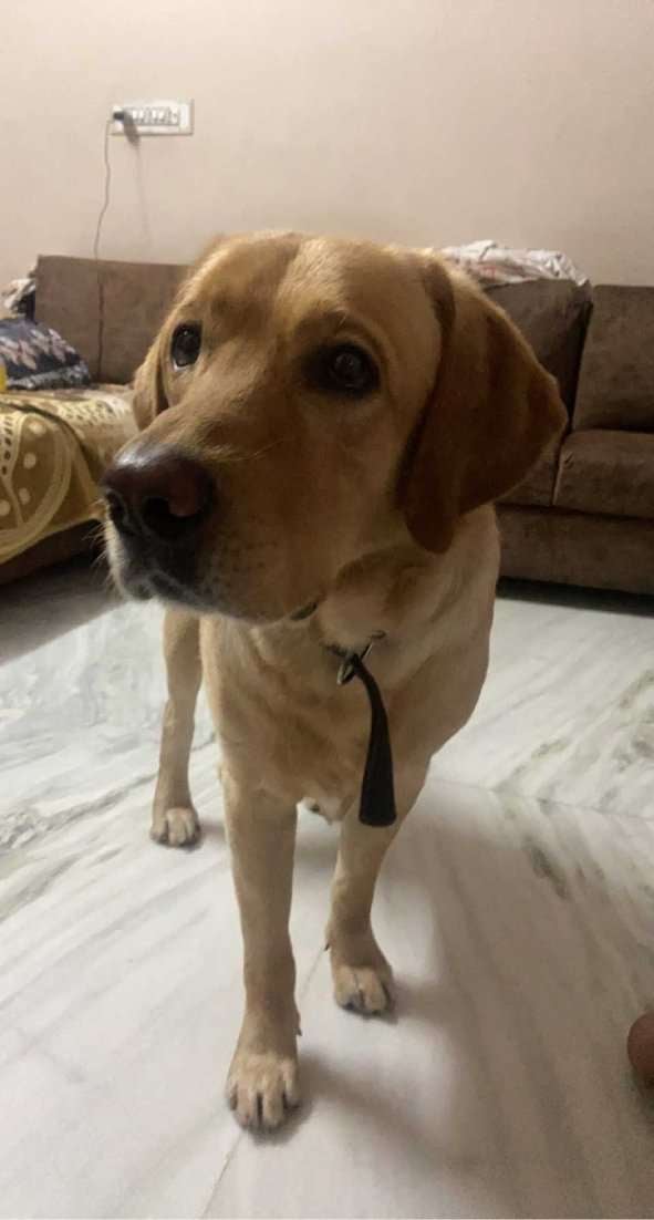 Labrador Retriever Dogs For  Mating In Jaipur